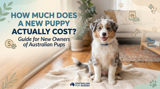 Australian Pups with a happy puppy in a cozy setting.