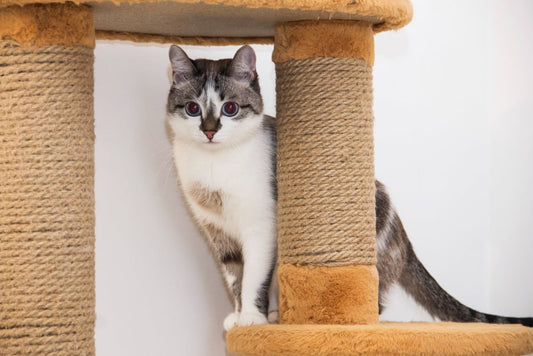 A grey and white cat standing on a sisal-wrapped cat tree scratcher.