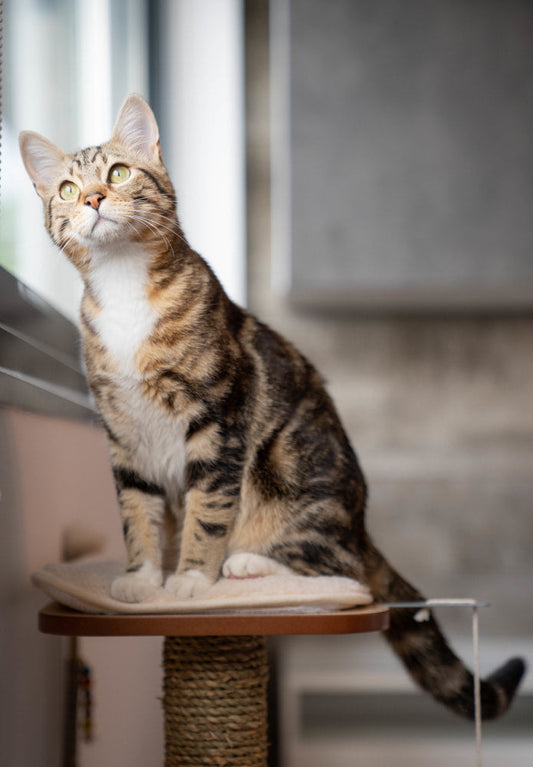 Brown tabby cat sitting on a plush cat scratching post platform.