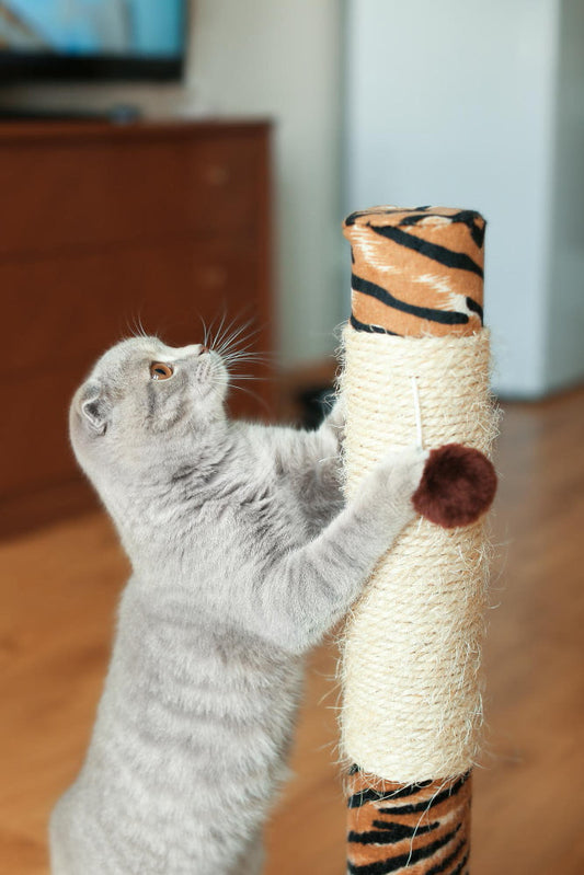 Grey Scottish Fold cat scratching a tiger-print and sisal rope cat scratcher post