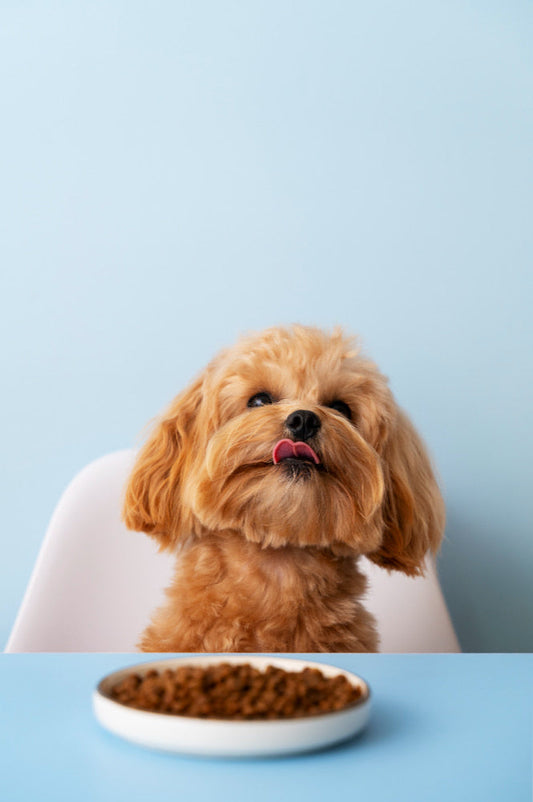 Cute fluffy brown dog licking its lips next to a bowl of dry dog food.