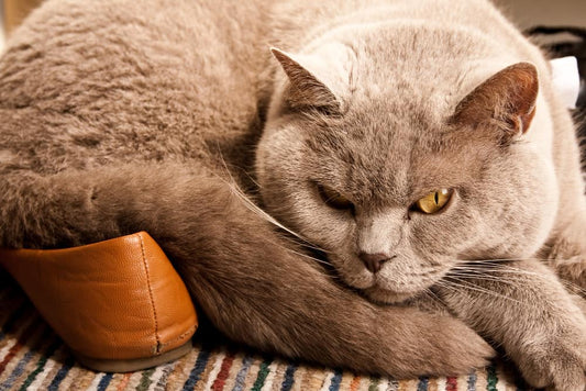 A grumpy grey British Shorthair cat resting its paw on a brown leather shoe.