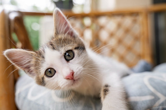 Curious kitten relaxing in a soft bed for a daily wet cat food feeding guide
