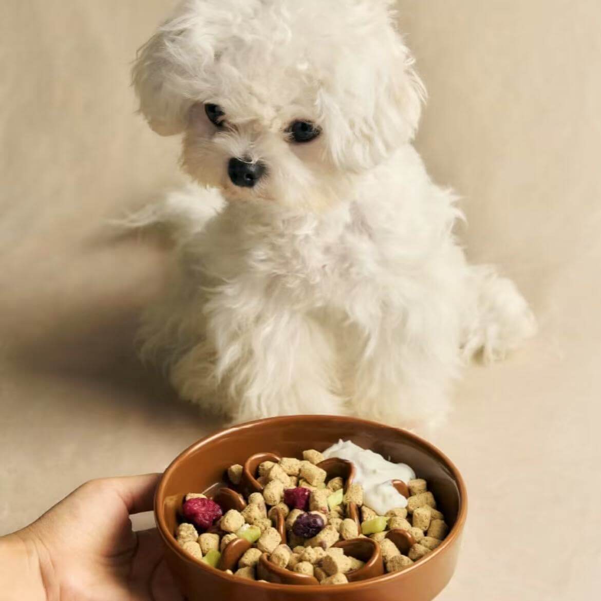 Dog Food