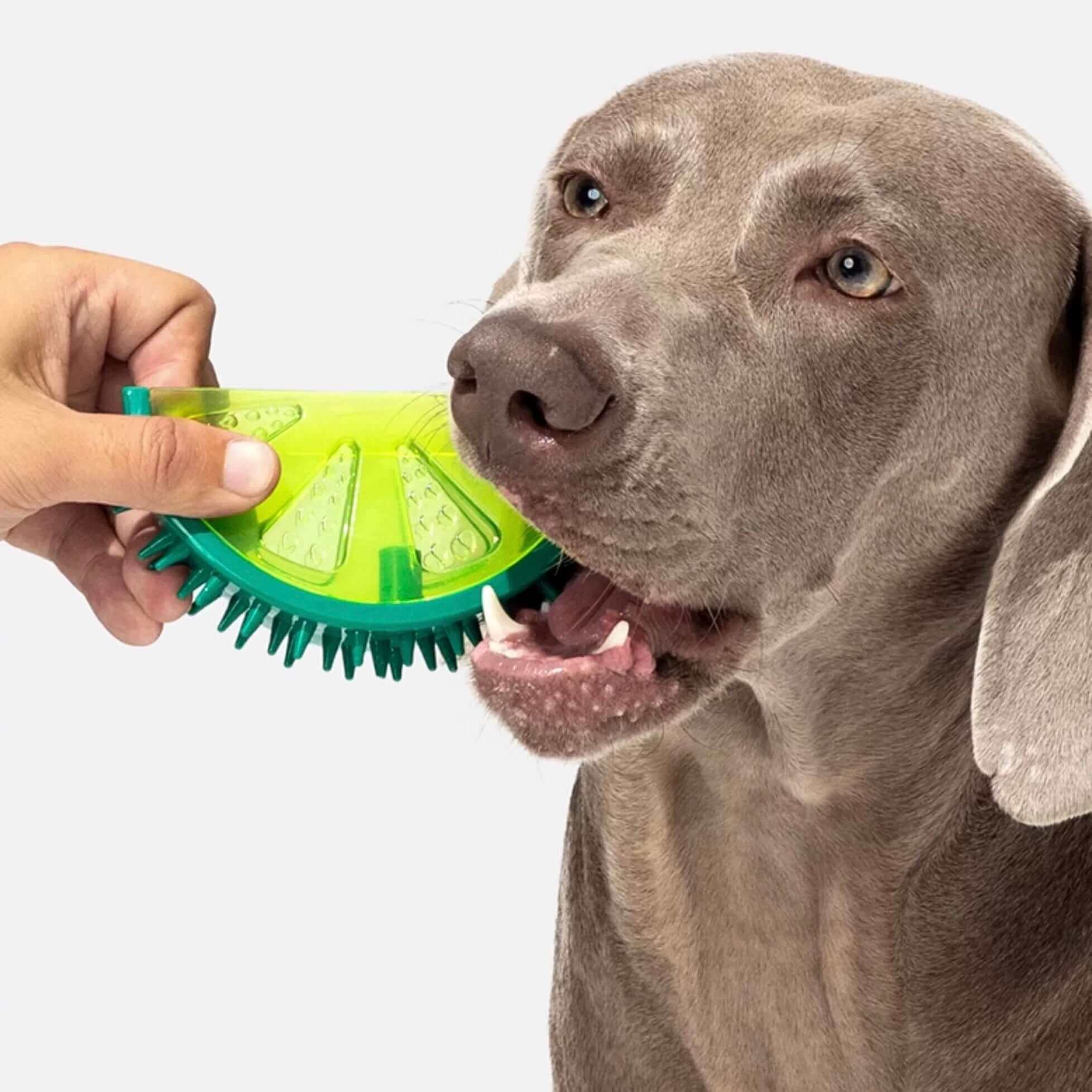Dog Toy