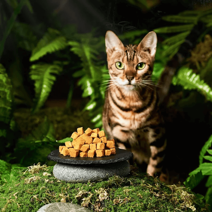Cat Treats