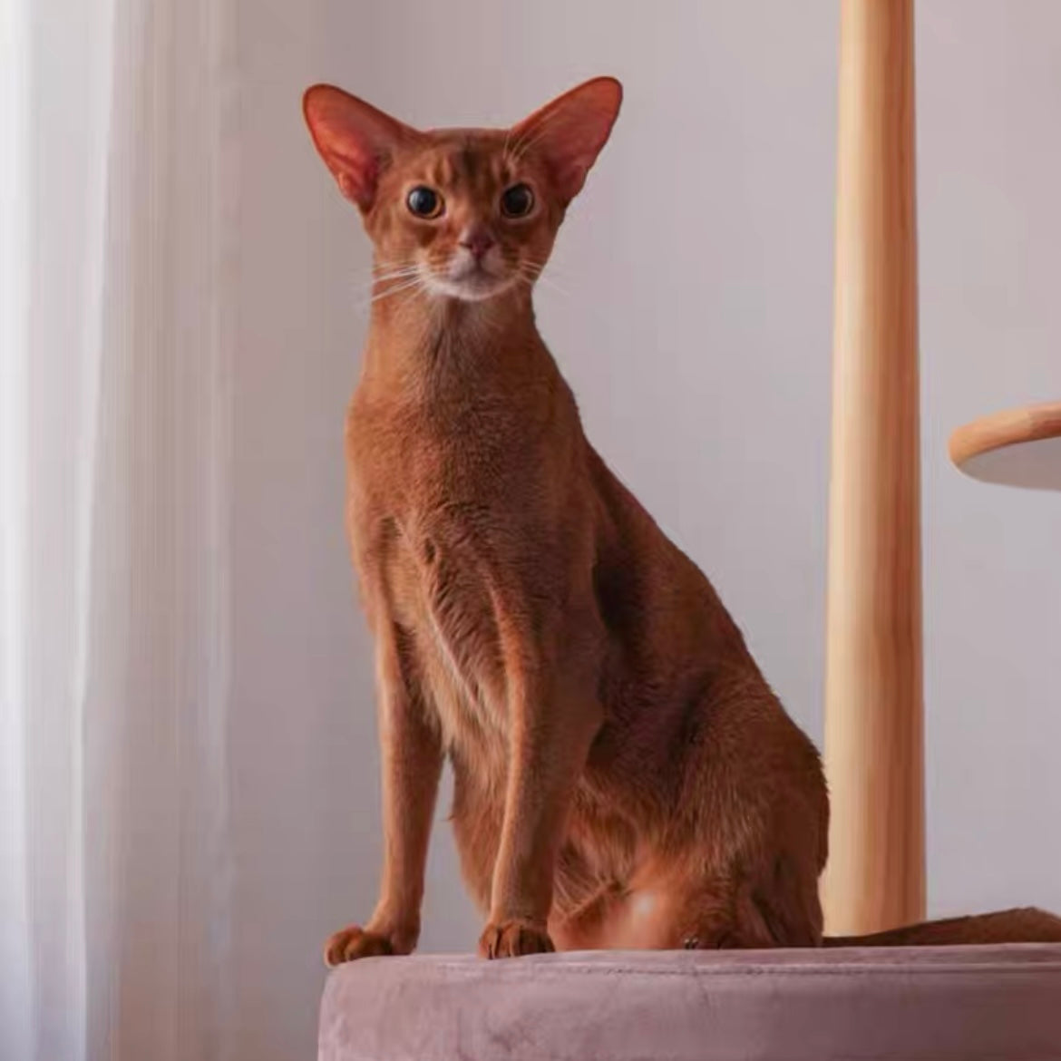 KAMA MUTA Origin Collection Mushroom Cat Tree