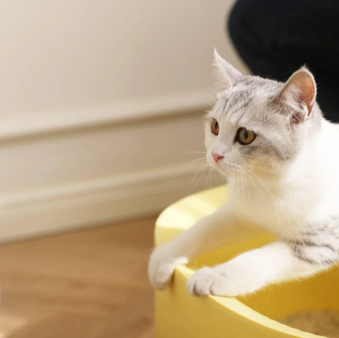 Michu Macaron High Edge Cream White Open Style Extra Large Cat Litter Box Designed by MEOOF XL