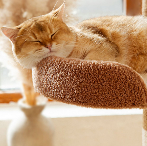 Lucky Seven Cottage Multi-Tier Cat Tree with Cat Scratching Posts