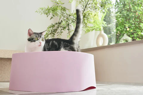 Michu Macaron High Edge Cream White Open Style Extra Large Cat Litter Box Designed by MEOOF XL