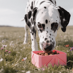 Foldable Travel Dog Bowl Portable Pet Food Water Container 500ml-Petroom