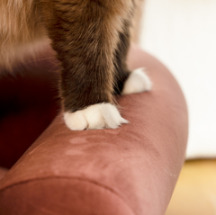 KAMA MUTA Bread Pet Bed - Italian-Inspired Design with Memory Foam and Ash Wood Frame-Petroom