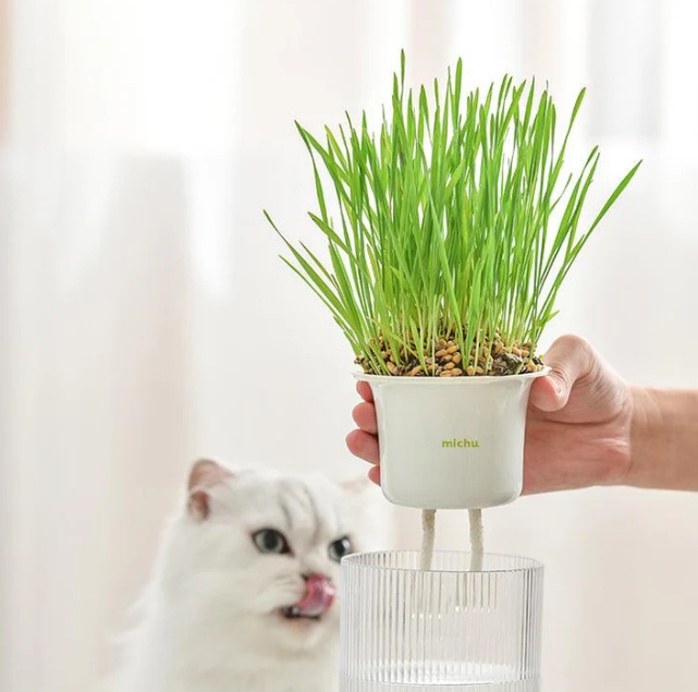 MICHU Soil-Free Cat Grass Kit With Extra Seed Pack-Petroom