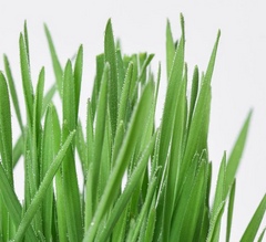 MICHU Soil-Free Cat Grass Kit With Extra Seed Pack-Petroom