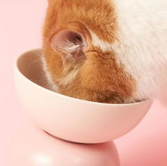 Makesure Sugar Bean Ceramic Double Pet Bowls For Cat and Small Dogs-Petroom