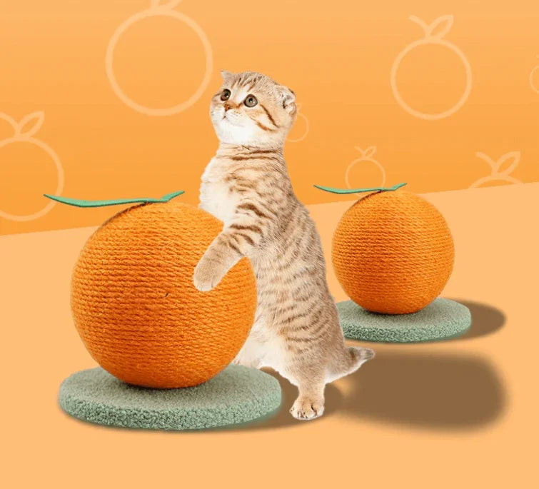 A Scottish Fold cat scratching a Petroom orange fruit shaped cat scratching ball