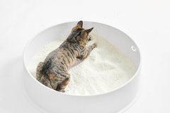 Tabby cat playing in white cat litter box with clumping litter