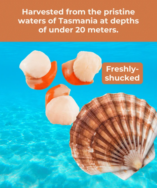 Fureeze Freeze Dried Scallop 30g