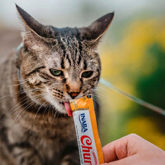 Cat enjoying INABA Churu Puree Cat Treats - Chicken Varieties Bulk Pack 50 x 14g treat from a hand.