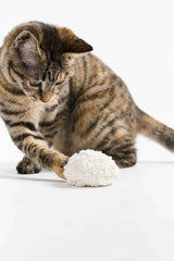 Tabby cat playing with white textured cat toy on clean white background