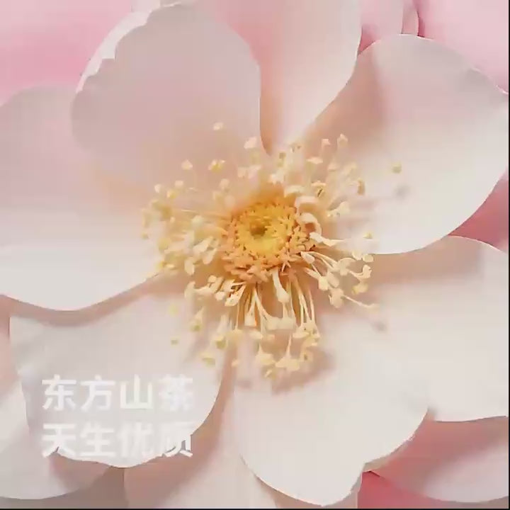 Petshy Camelia Mixed Tofu Cat Litter 2.5Kg-Petroom