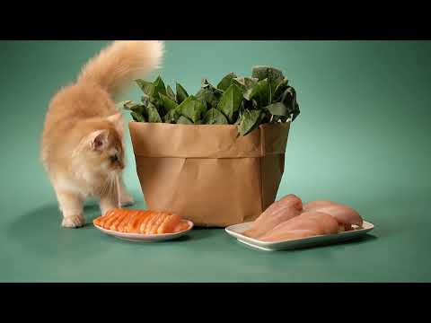 Michu Rainbow Mousse Wet Cat Food 5 Flavours- Complete Food/Wet Mixer and Topper 10pcs/Pack-Petroom