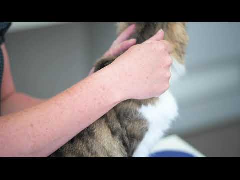 Moxiclear Flea & Worming Spot Treatment 10-25kg Dog 6pk-Petroom